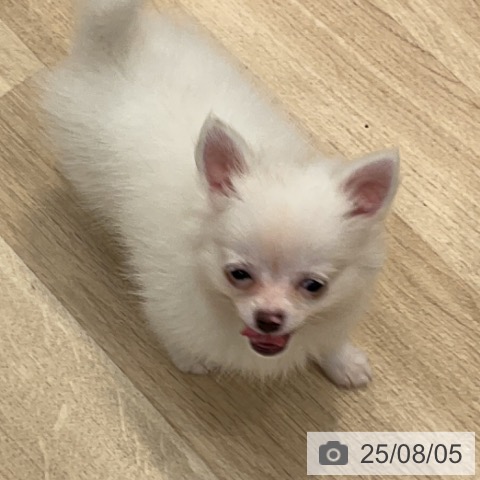 チワワの写真