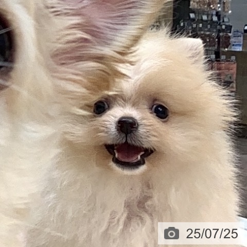 ポメラニアンの写真