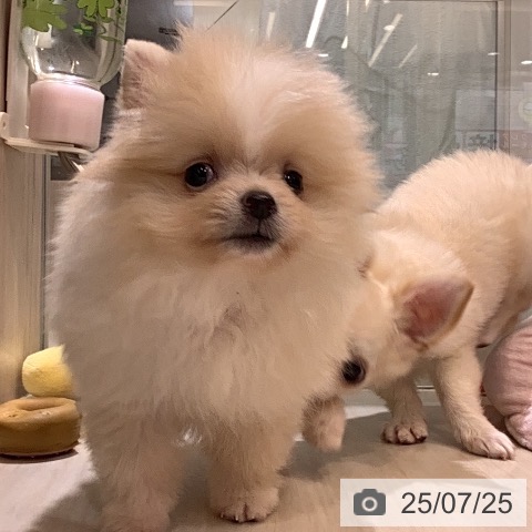 ポメラニアンの写真