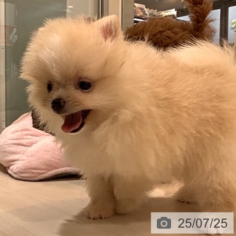 ポメラニアンの写真