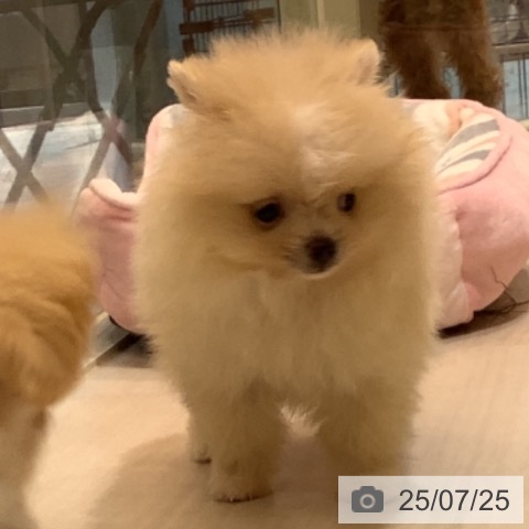 ポメラニアンの写真