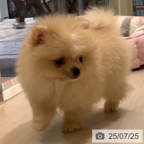 ポメラニアンの写真