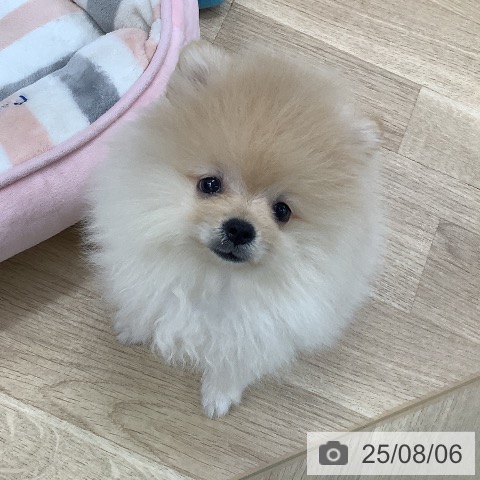 ポメラニアンの写真