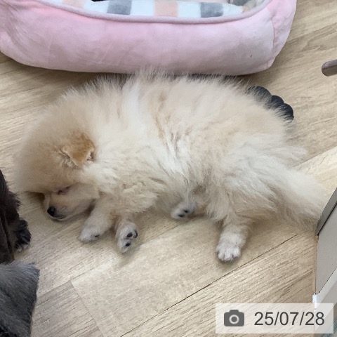 ポメラニアンの写真