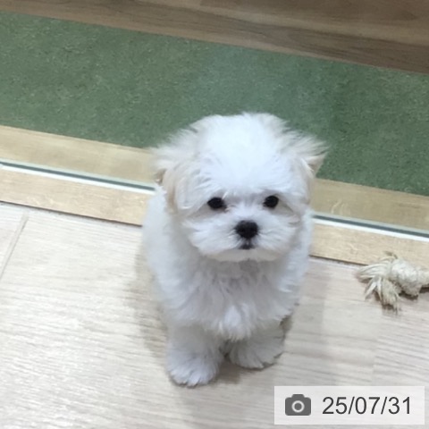 マルチーズの写真