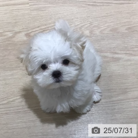 マルチーズの写真