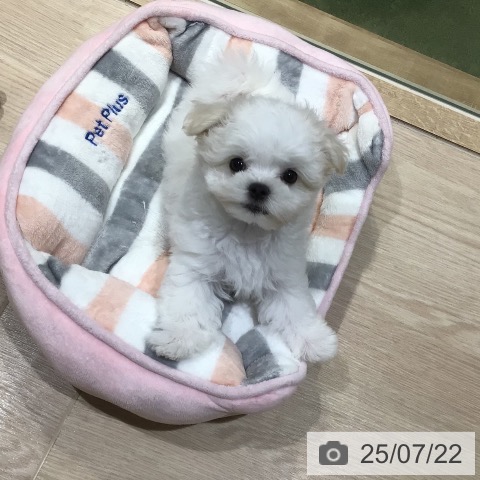 マルチーズの写真
