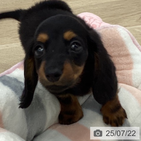 カニーンヘン・ダックスフンドの写真