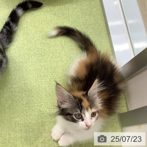 ノルウェージャンフォレストキャットの写真