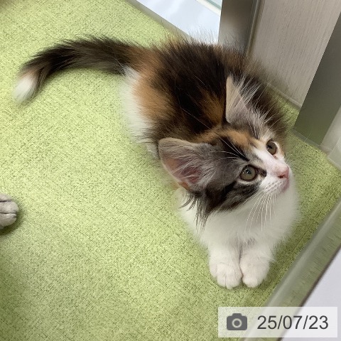 ノルウェージャンフォレストキャットの写真