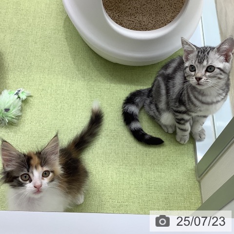 ノルウェージャンフォレストキャットの写真