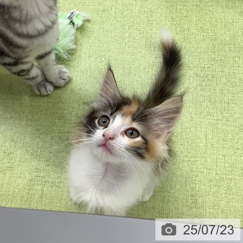 ノルウェージャンフォレストキャットの写真
