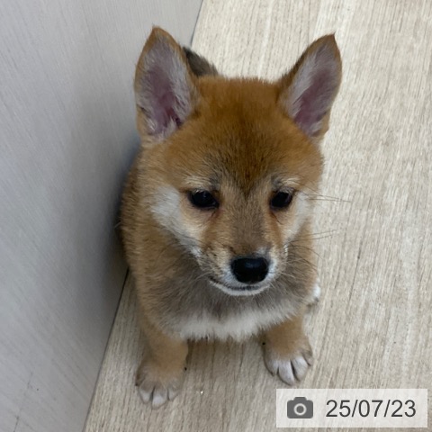 柴の写真