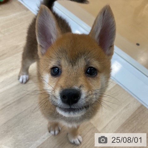 柴の写真