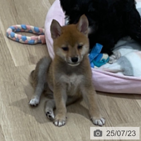 柴の写真