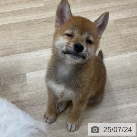 柴の写真