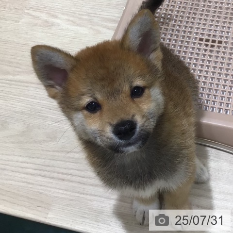柴の写真