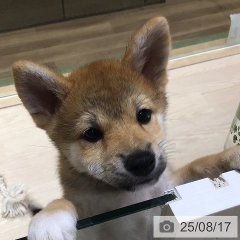 柴の写真