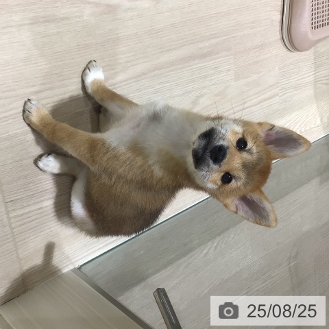 柴の写真