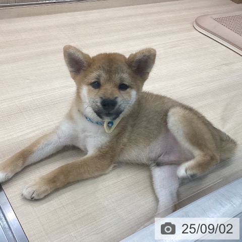 柴の写真