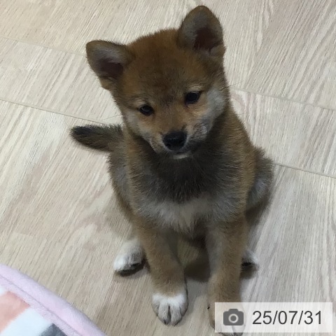 柴の写真