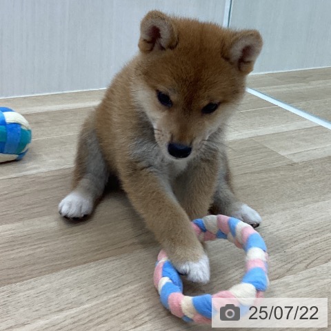 柴の写真