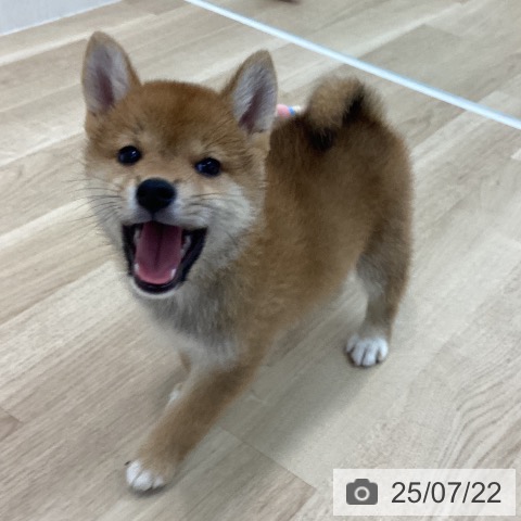 柴の写真