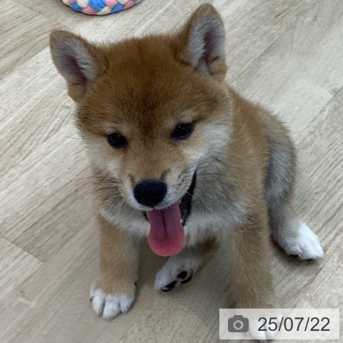 柴の写真