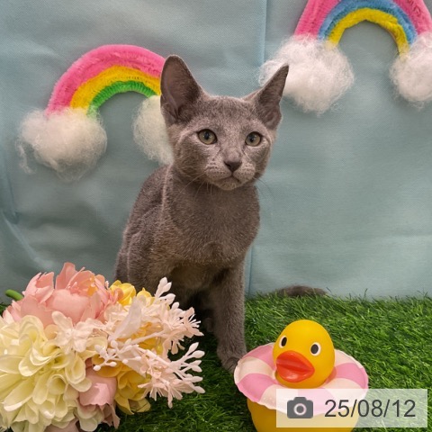 ロシアンブルーの写真