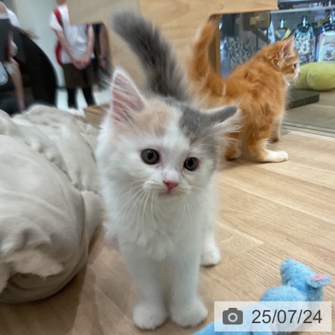 スコティッシュフォールドの写真