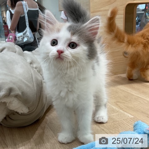 スコティッシュフォールドの写真