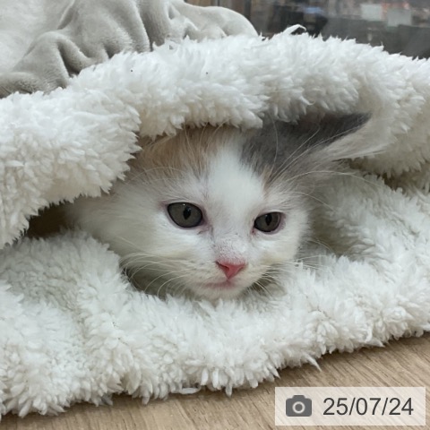 スコティッシュフォールドの写真