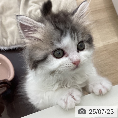 スコティッシュフォールドの写真