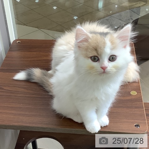 スコティッシュフォールドの写真