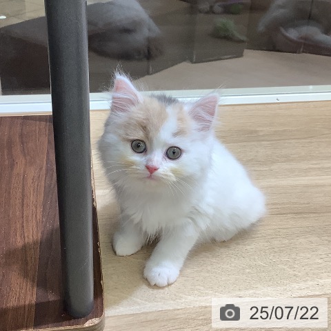 スコティッシュフォールドの写真