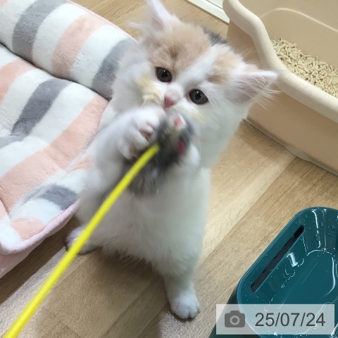 スコティッシュフォールドの写真