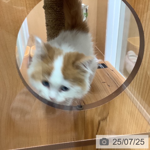 マンチカンの写真