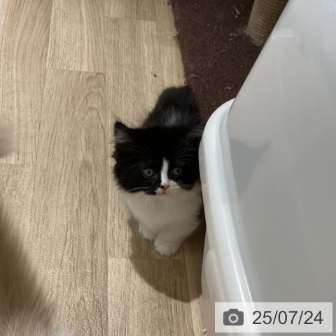 マンチカンの写真