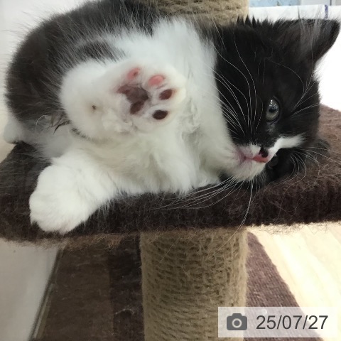 マンチカンの写真