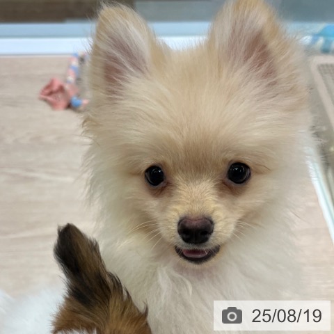 ポメラニアンの写真