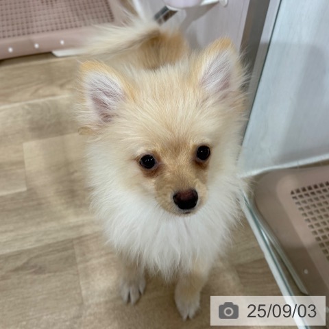 ポメラニアンの写真