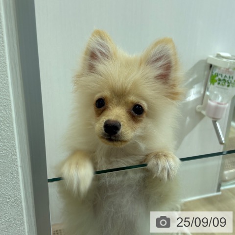 ポメラニアンの写真