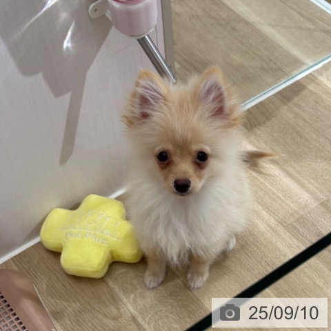 ポメラニアンの写真