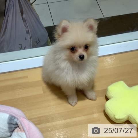 ポメラニアンの写真