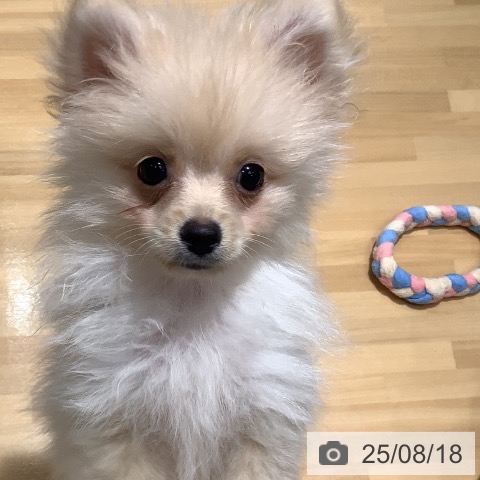 ポメラニアンの写真