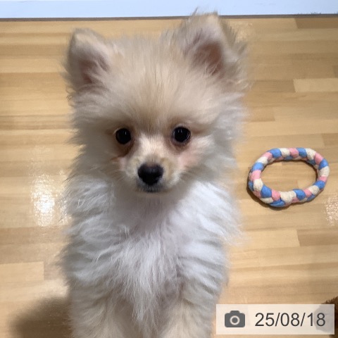 ポメラニアンの写真