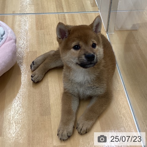 柴の写真