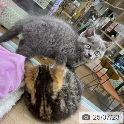 ブリティッシュショートヘアの写真