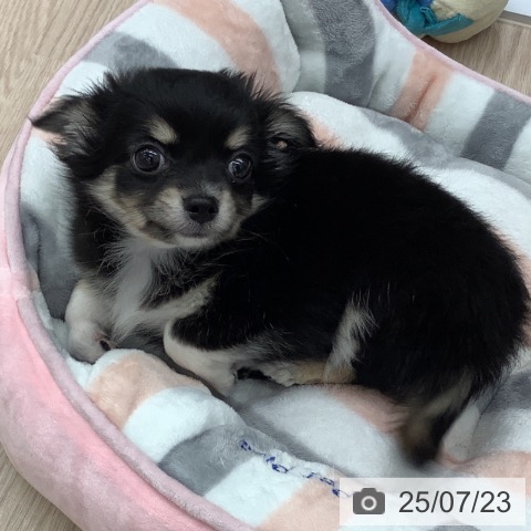 チワワの写真