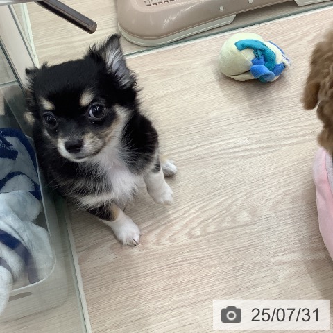 チワワの写真